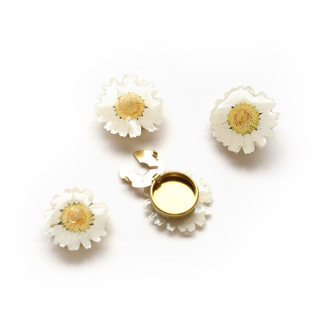 Dried Daisy Shirt Button Cover