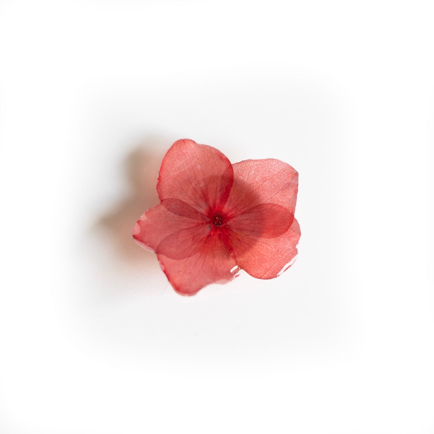 Couvre-bouton de chemise en fleur séchée